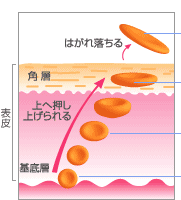 illust