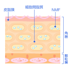 illust