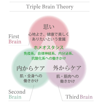 Triple Brain Theory