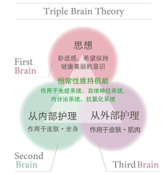 Triple Brain Theory